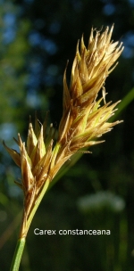 [Picture of <em>Carex constanceana</em>]