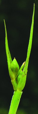 [Picture of <em>Carex cordillerana</em>]