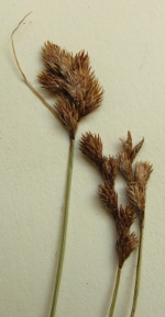 [Picture of <em>Carex harfordii-subbracteata</em>]