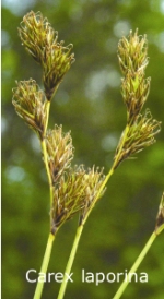 [Picture of <em>Carex leporina</em>]