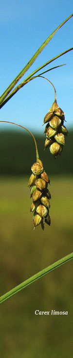 [Picture of <em>Carex limosa</em>]