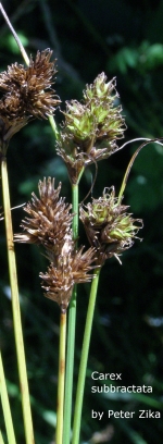 [Picture of <em>Carex subbracteata</em>]